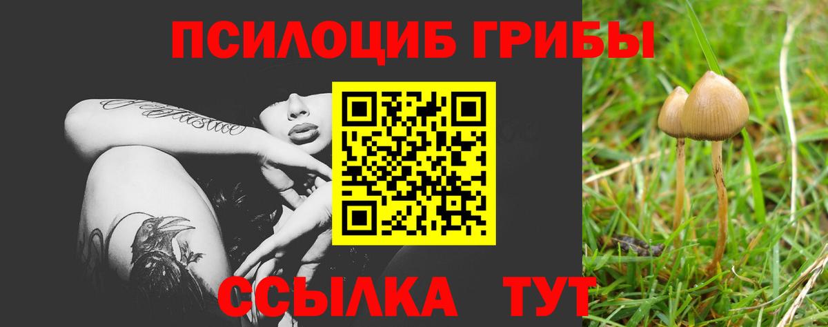 Псилоцибиновые грибы Cubensis  Вход с VPN  Медногорск 